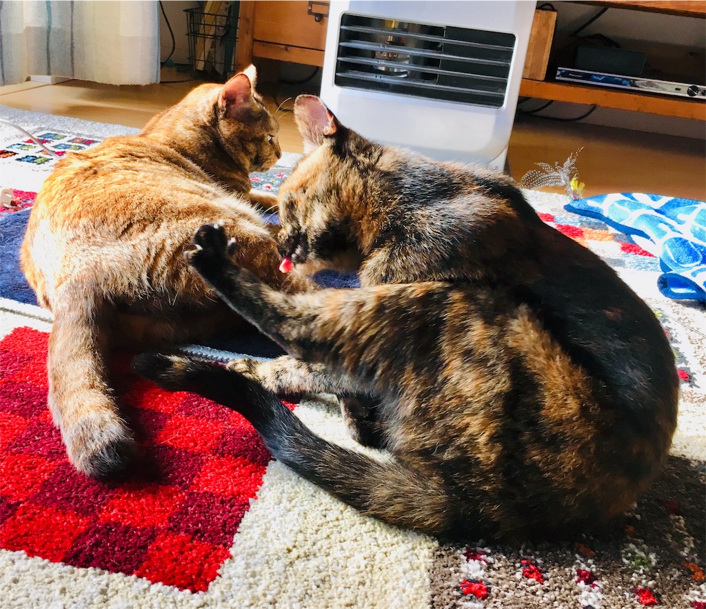 f:id:rezuteki-tsunatan-0909:20191207092424j:image