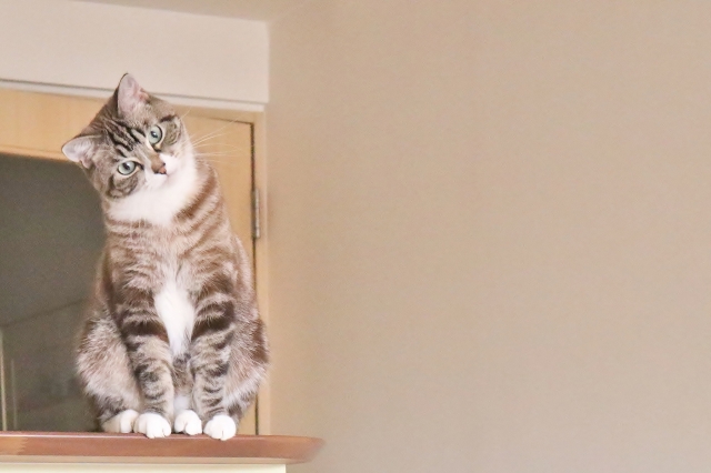 f:id:rf-blog-sagyo:20210303152814j:plain