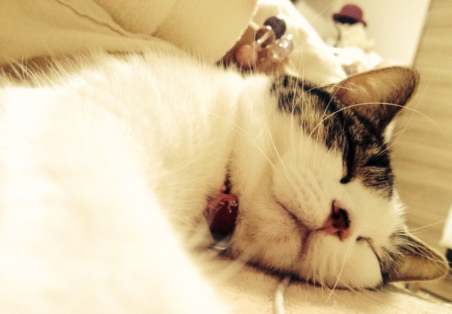 f:id:rf-blog-sagyo:20210303152902j:plain