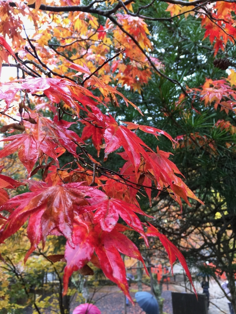 f:id:rgcocc:20180901114120j:plain