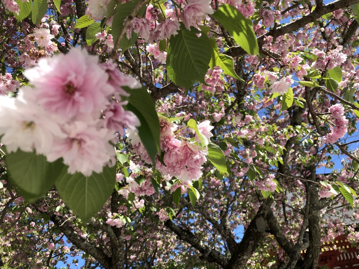 f:id:rgcocc:20190520213747j:plain