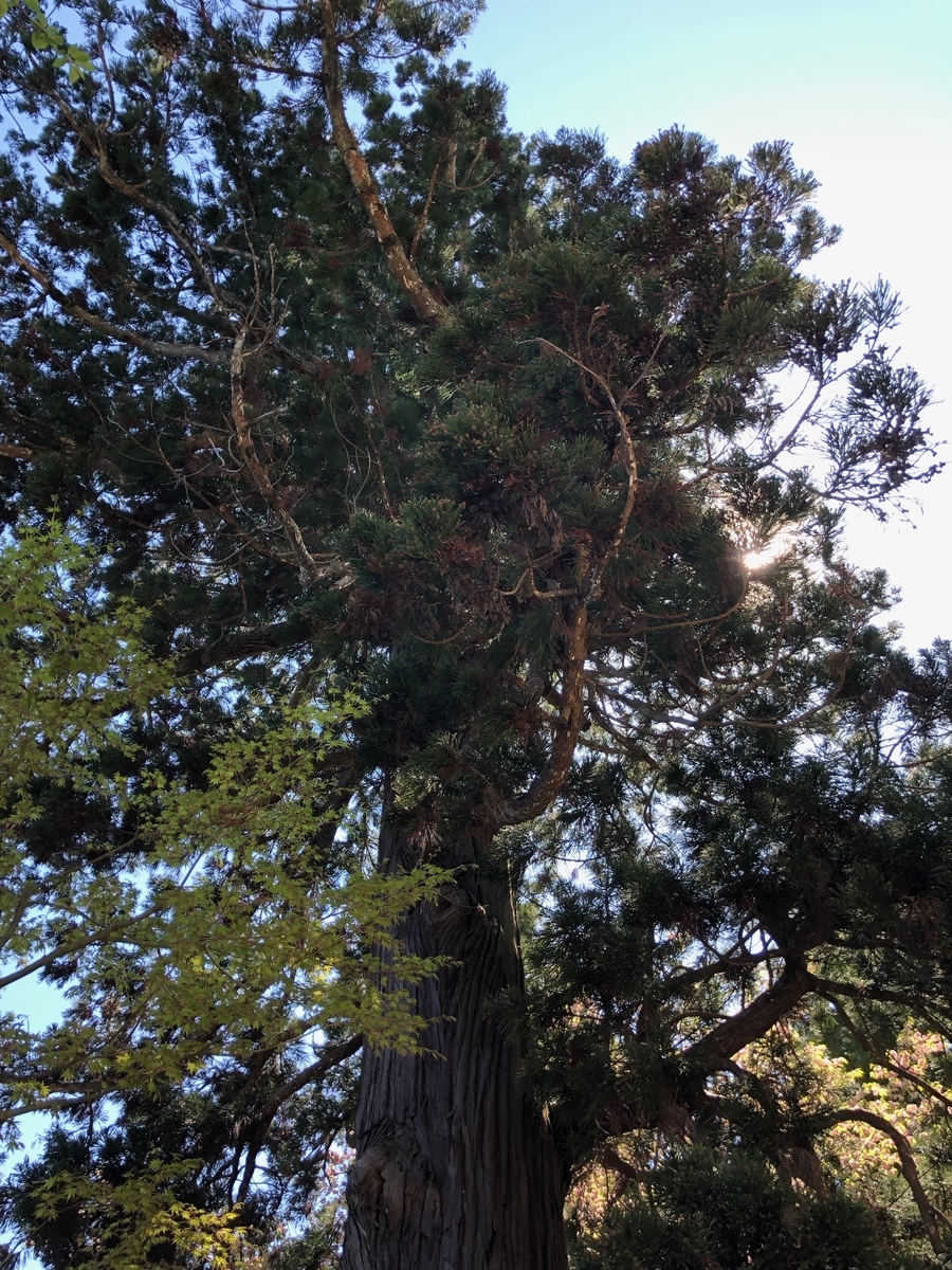 f:id:rgcocc:20190520215008j:plain