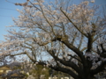 春の氷見線の桜