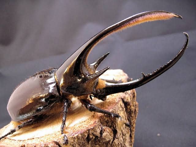 巨大!】コーカサスオオカブト DXキングコーカサスカブト ガーディアン