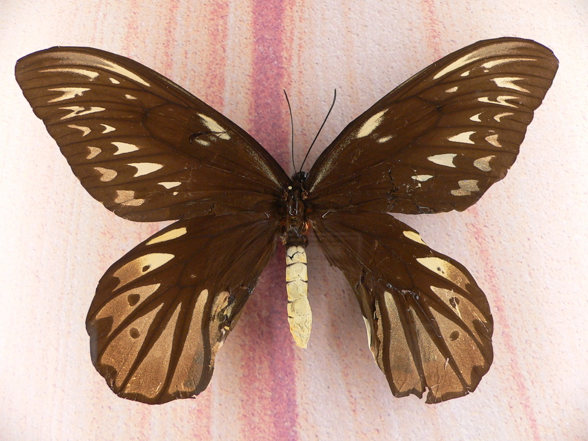 世界最大の昆虫 分類別 蝶 カブトムシ クワガタ 蜂 カマキリ トンボ Etc あ るぐれいはいかが