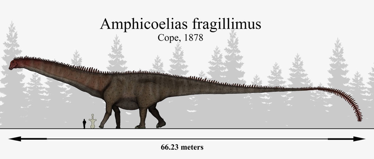幻となった史上最大の恐竜 体長 体重の比較 アンフィコエリアス ブルハトカヨサウルス セイスモサウルス あ るぐれいはいかが