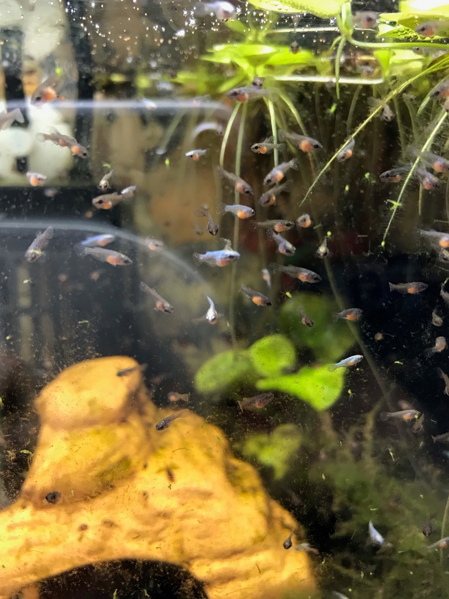 ブラインシュリンプとは 動植物の人気 最新記事を集めました はてな