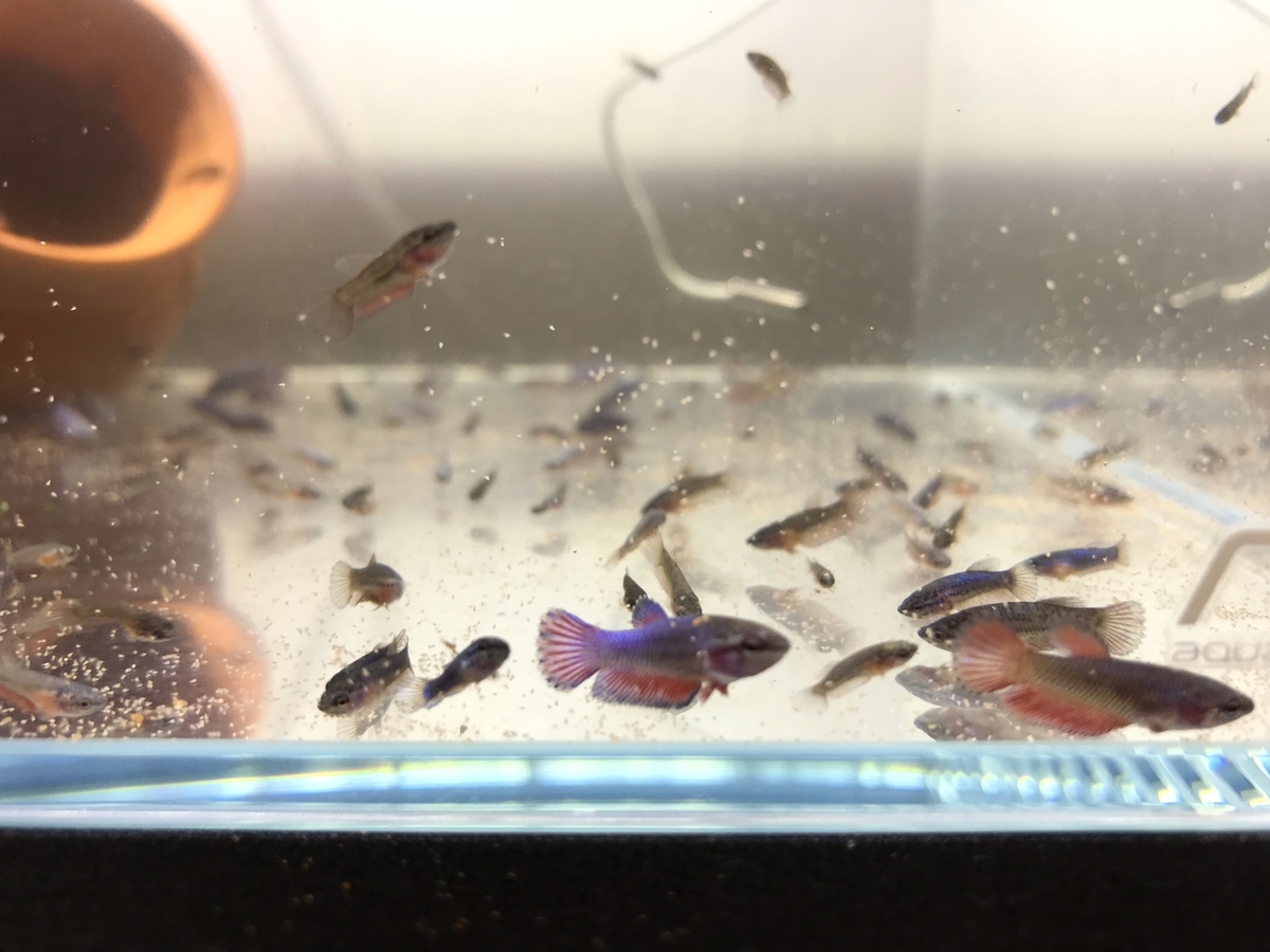 ベタ稚魚の育て方 – ベタ つがい 飼育 – RFFLMC