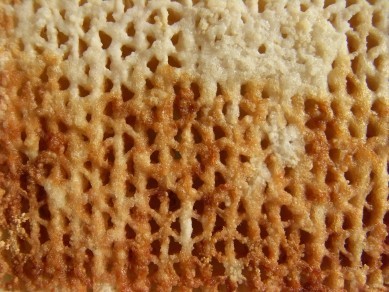 f:id:rhea:20081228180154j:image