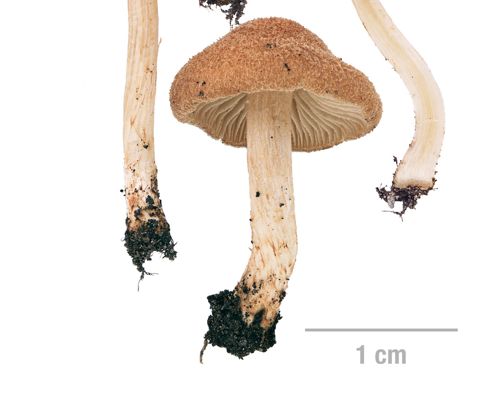 Mallocybe sp. (HH-174) - ひかるのきのこ写真