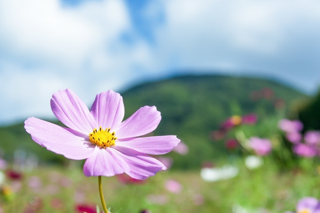 f:id:rhythm77:20190202204615j:plain f:id:rhythm77:20190202204615j:plain