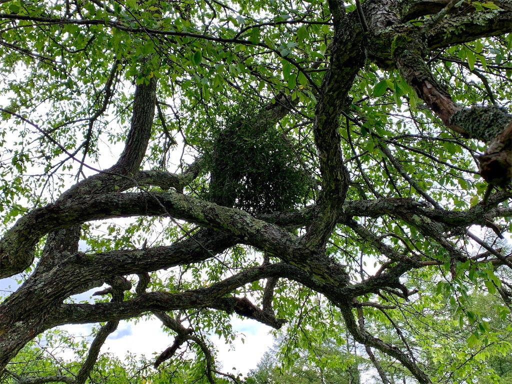 f:id:riboco:20190902221942j:image