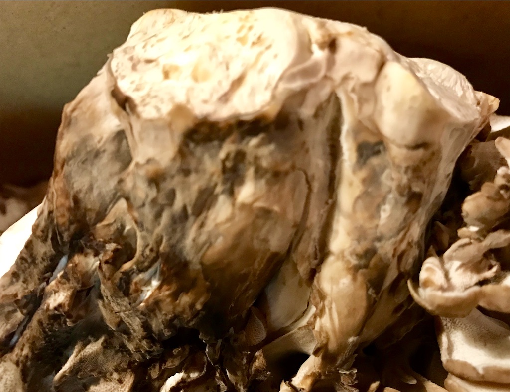 f:id:riboco:20190918151241j:image