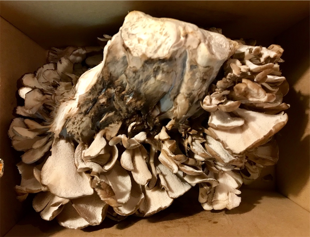 f:id:riboco:20190918151252j:image