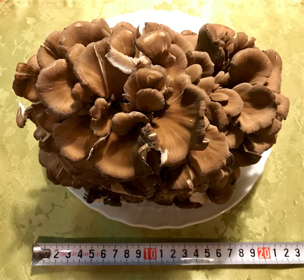 f:id:riboco:20190918151255j:image