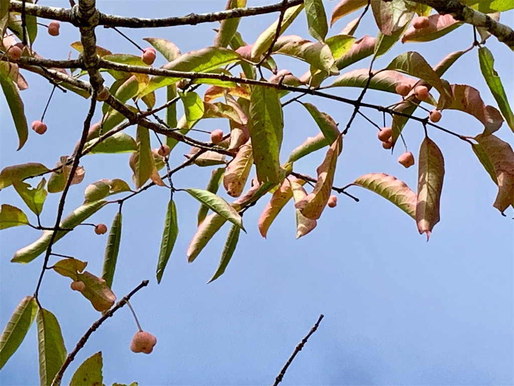 f:id:riboco:20191031182524j:image