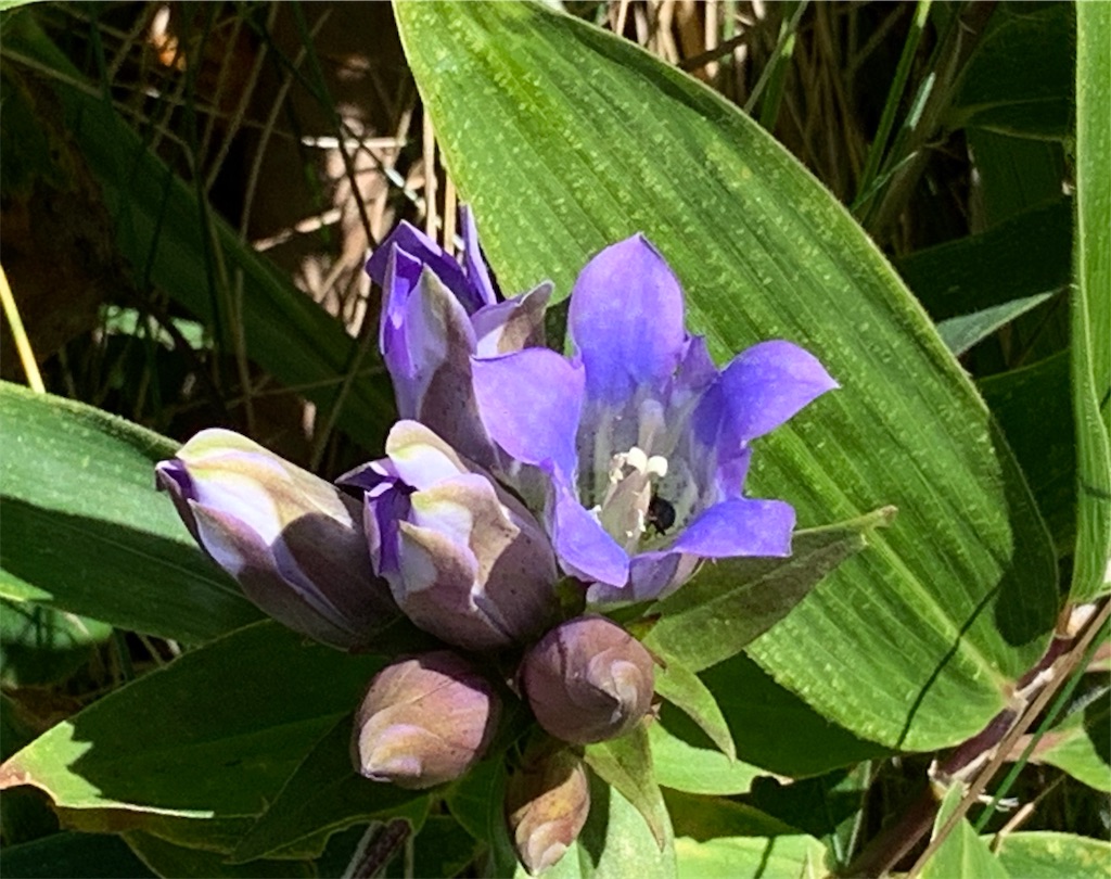 f:id:riboco:20191031182528j:image