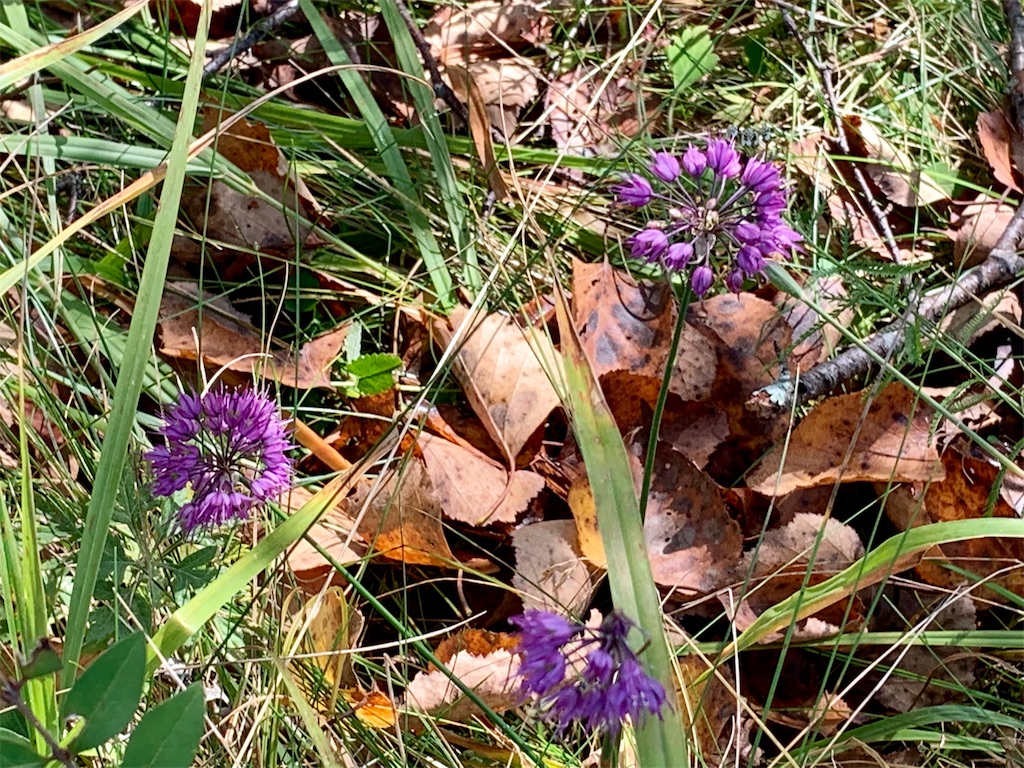 f:id:riboco:20191031182535j:image