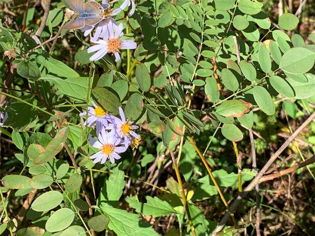 f:id:riboco:20191031183039j:image