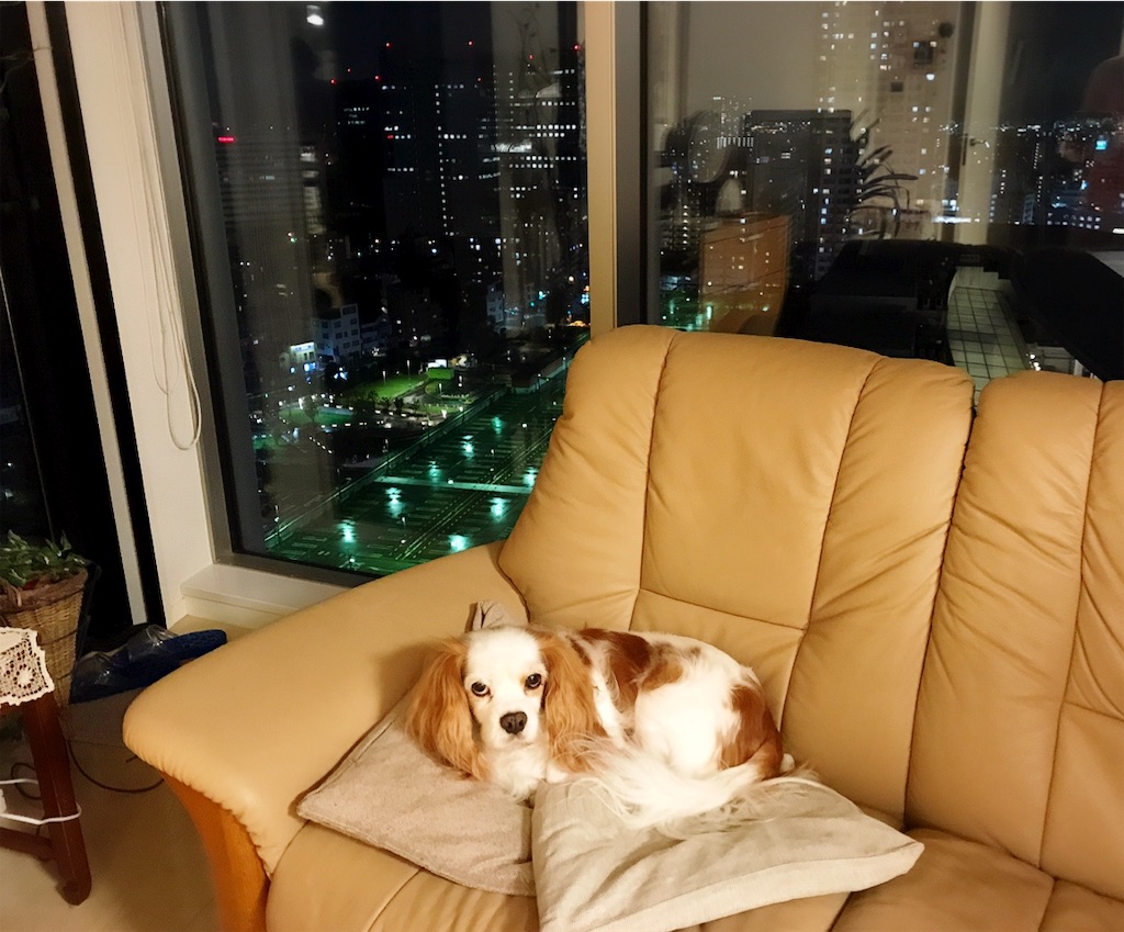 f:id:riboco:20191216204341j:image f:id:riboco:20191216204341j:image