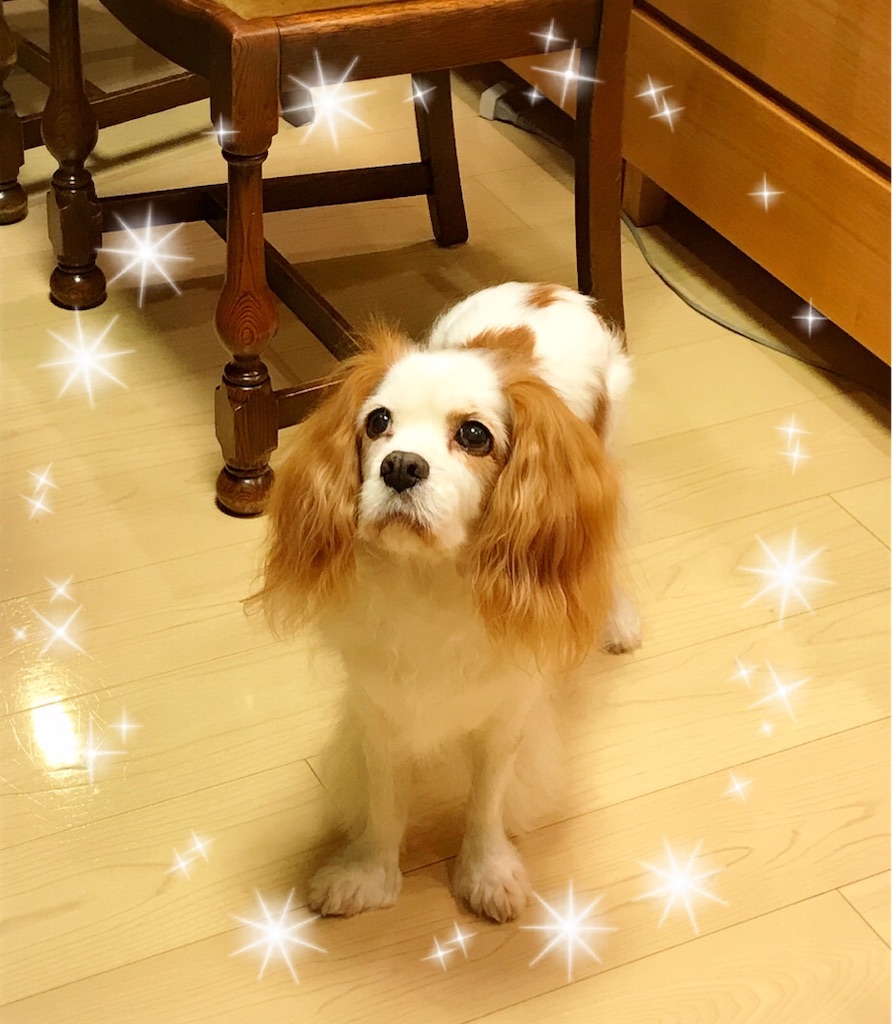 f:id:riboco:20191216204344j:image f:id:riboco:20191216204344j:image