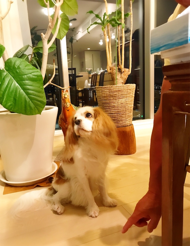 f:id:riboco:20191216204349j:image f:id:riboco:20191216204349j:image