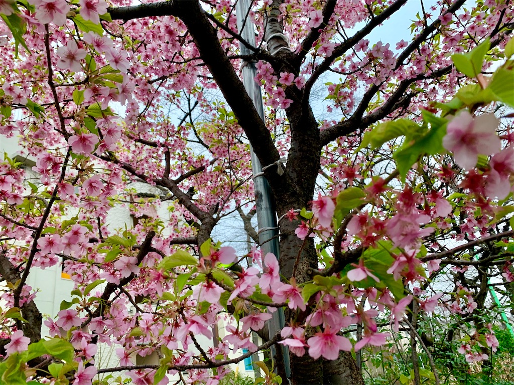 f:id:riboco:20200305125004j:image f:id:riboco:20200305125004j:image