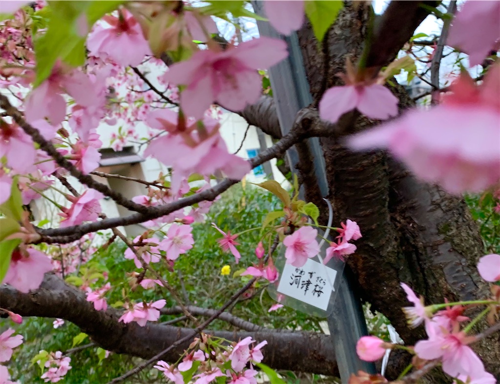 f:id:riboco:20200305125008j:image f:id:riboco:20200305125008j:image