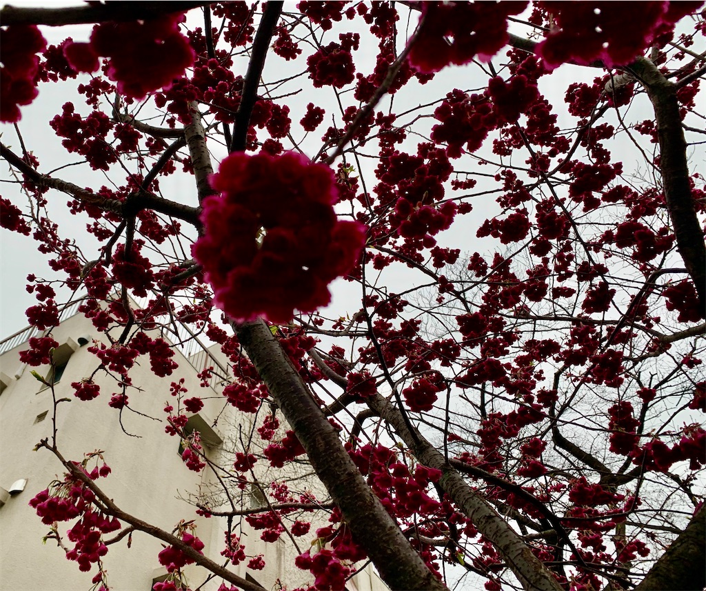 f:id:riboco:20200305125028j:image f:id:riboco:20200305125028j:image