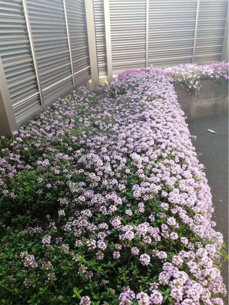f:id:riboco:20200430140203j:image f:id:riboco:20200430140203j:image