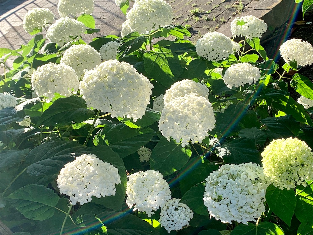 f:id:riboco:20200618140507j:image f:id:riboco:20200618140507j:image
