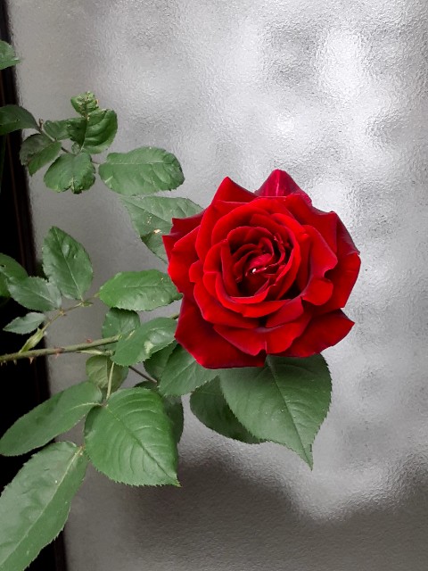 f:id:riboni5235:20210516100245j:image