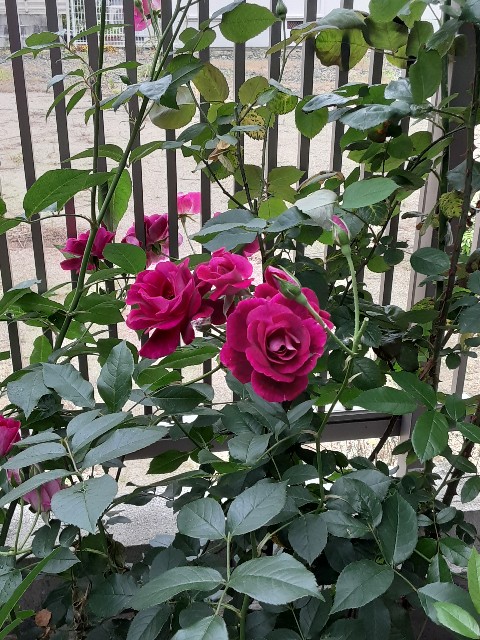 f:id:riboni5235:20210516100746j:image