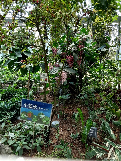 f:id:riboni5235:20210627150211j:image