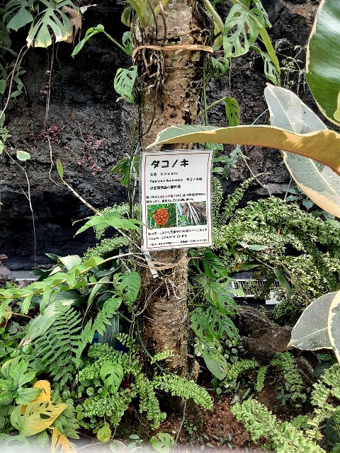 f:id:riboni5235:20210627150232j:image