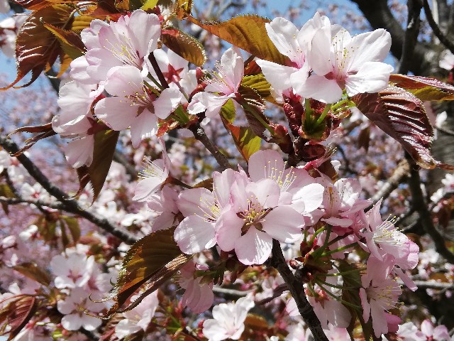 f:id:ricca2024:20240520123508j:image