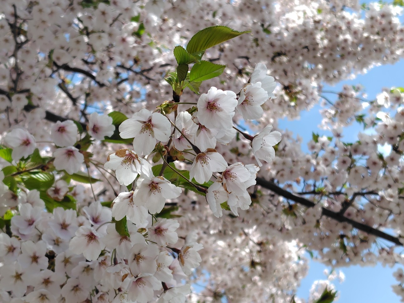 f:id:ricca2024:20260513112252j:image f:id:ricca2024:20260513112252j:image