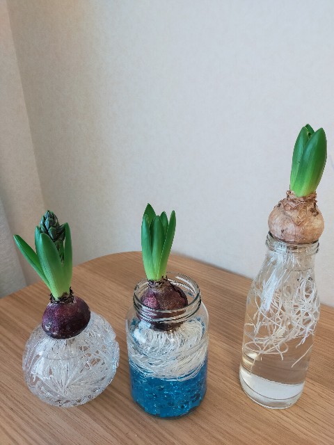 ヒヤシンスの水耕栽培はじめました りっこのママブログ