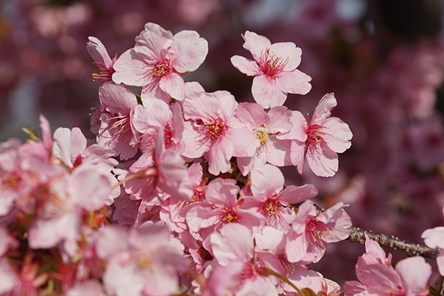 f:id:rice-one:20190309200240j:plain f:id:rice-one:20190309200240j:plain