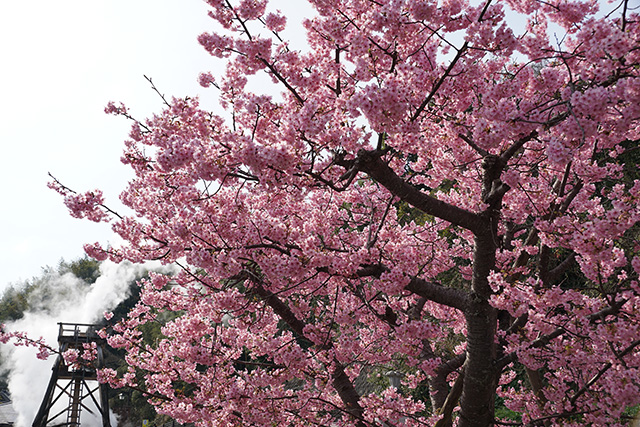 f:id:rice-one:20190321183121j:plain f:id:rice-one:20190321183121j:plain