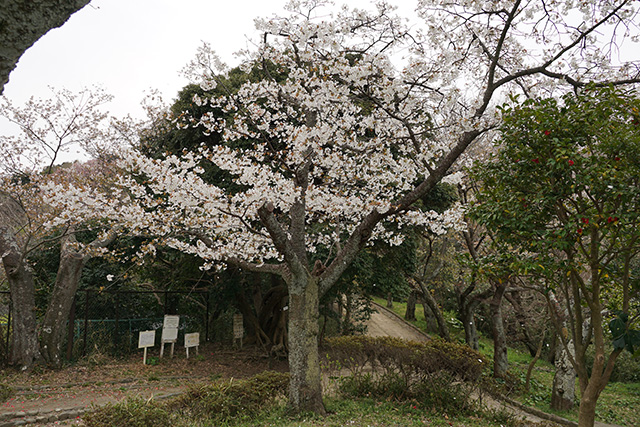 f:id:rice-one:20190414183327j:plain f:id:rice-one:20190414183327j:plain