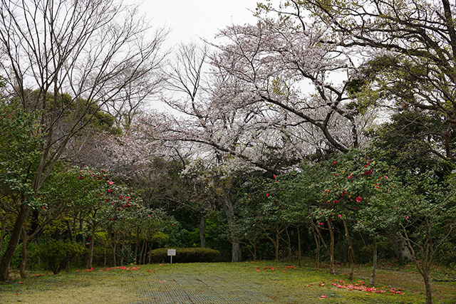 f:id:rice-one:20190414183328j:plain f:id:rice-one:20190414183328j:plain