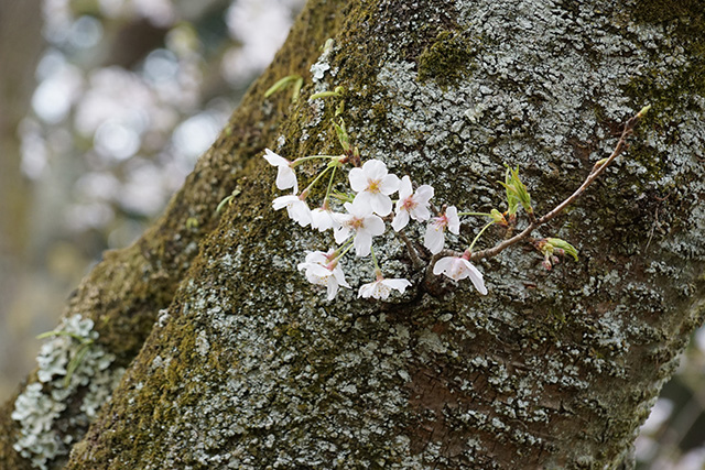 f:id:rice-one:20190414183330j:plain f:id:rice-one:20190414183330j:plain