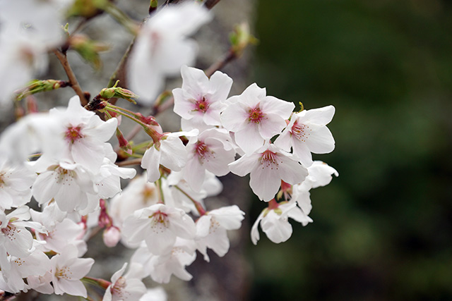 f:id:rice-one:20190416221103j:plain f:id:rice-one:20190416221103j:plain