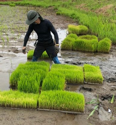 f:id:rice2015:20200609123005j:plain f:id:rice2015:20200609123005j:plain