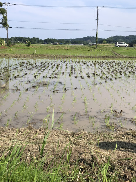 f:id:rice2015:20200609141129j:plain f:id:rice2015:20200609141129j:plain