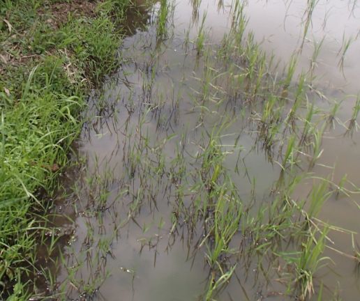 f:id:rice2015:20200626085815j:plain f:id:rice2015:20200626085815j:plain