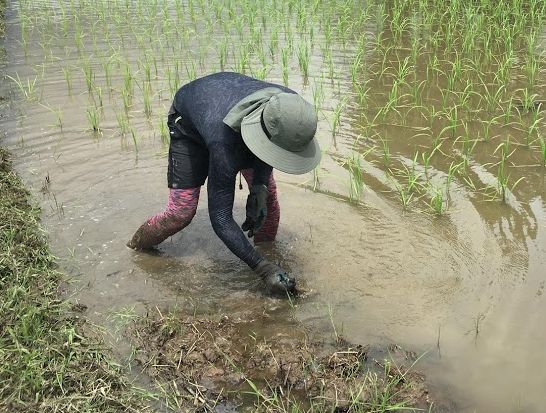 f:id:rice2015:20200626090035j:plain f:id:rice2015:20200626090035j:plain