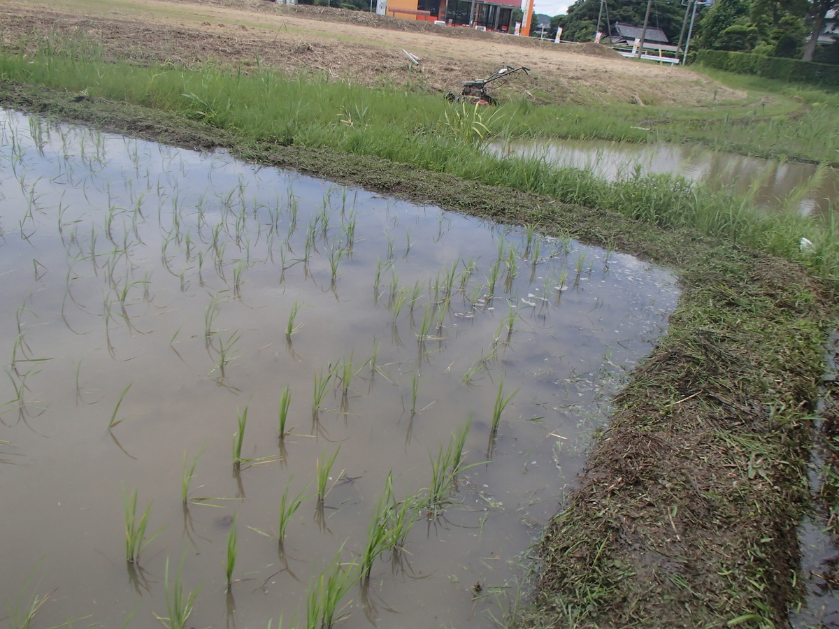 f:id:rice2015:20200626090413j:plain f:id:rice2015:20200626090413j:plain