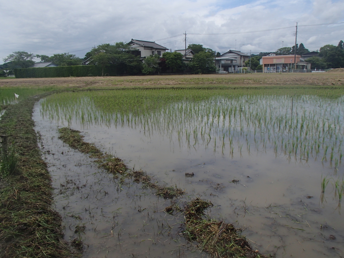 f:id:rice2015:20200626090433j:plain f:id:rice2015:20200626090433j:plain